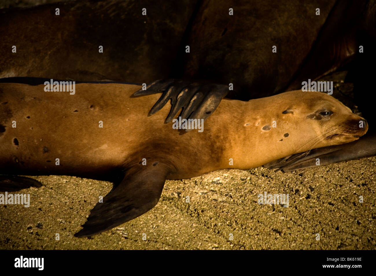 A young sea lion sits on Coronado Island near the town of Loreto in Mexico's southern Baja California state, February 14, 2009. Stock Photo