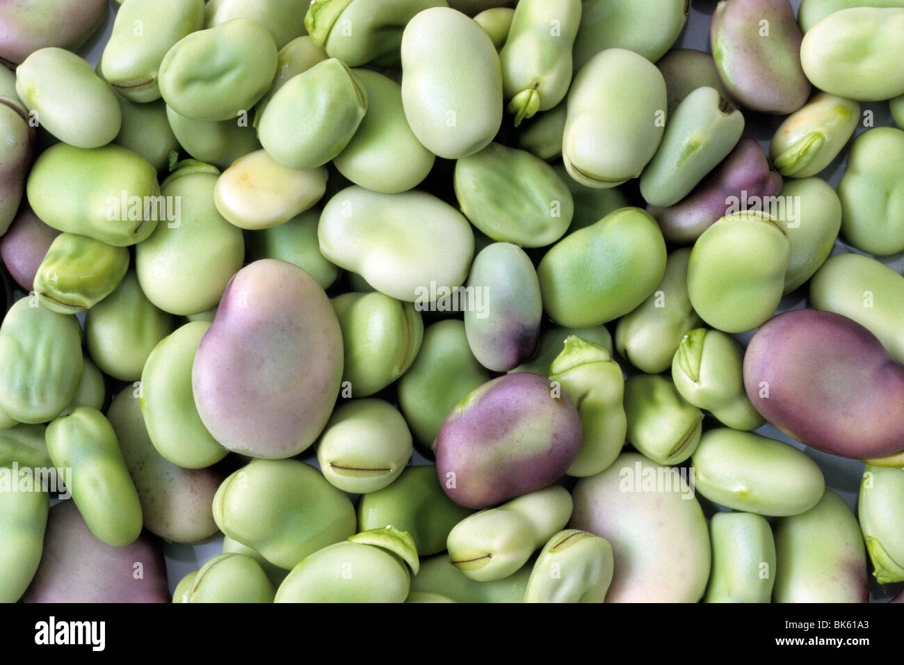 Broad Bean (Vicia faba), beans seen from above. Stock Photo