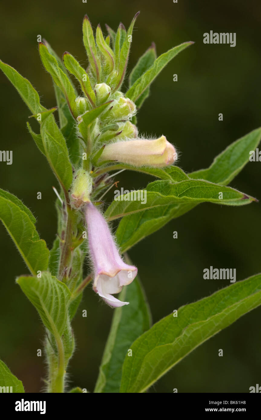 Sesame (Sesamum indicum), flowering. Stock Photo