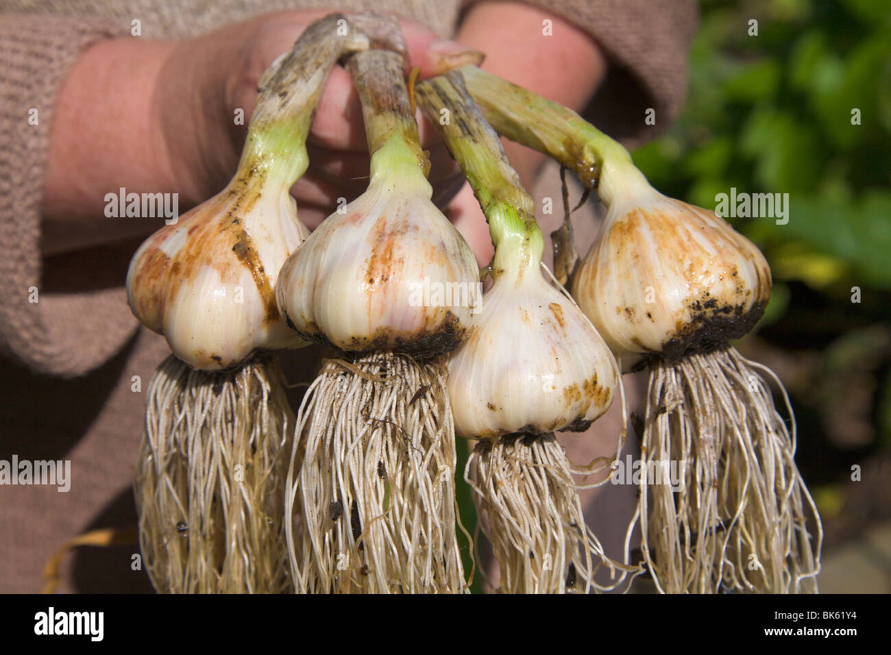 Harvesting home grown garlic hires stock photography and images Alamy