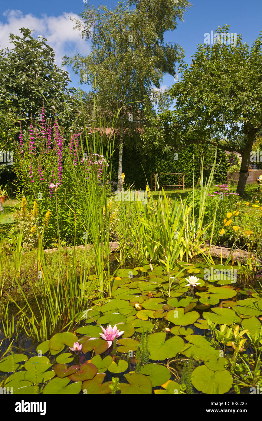 Garden pond with water lilies, Wirral, England Stock Photo