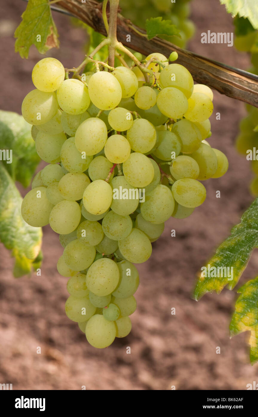 Grape Vine (Vitis vinifera), vine with grape. Stock Photo