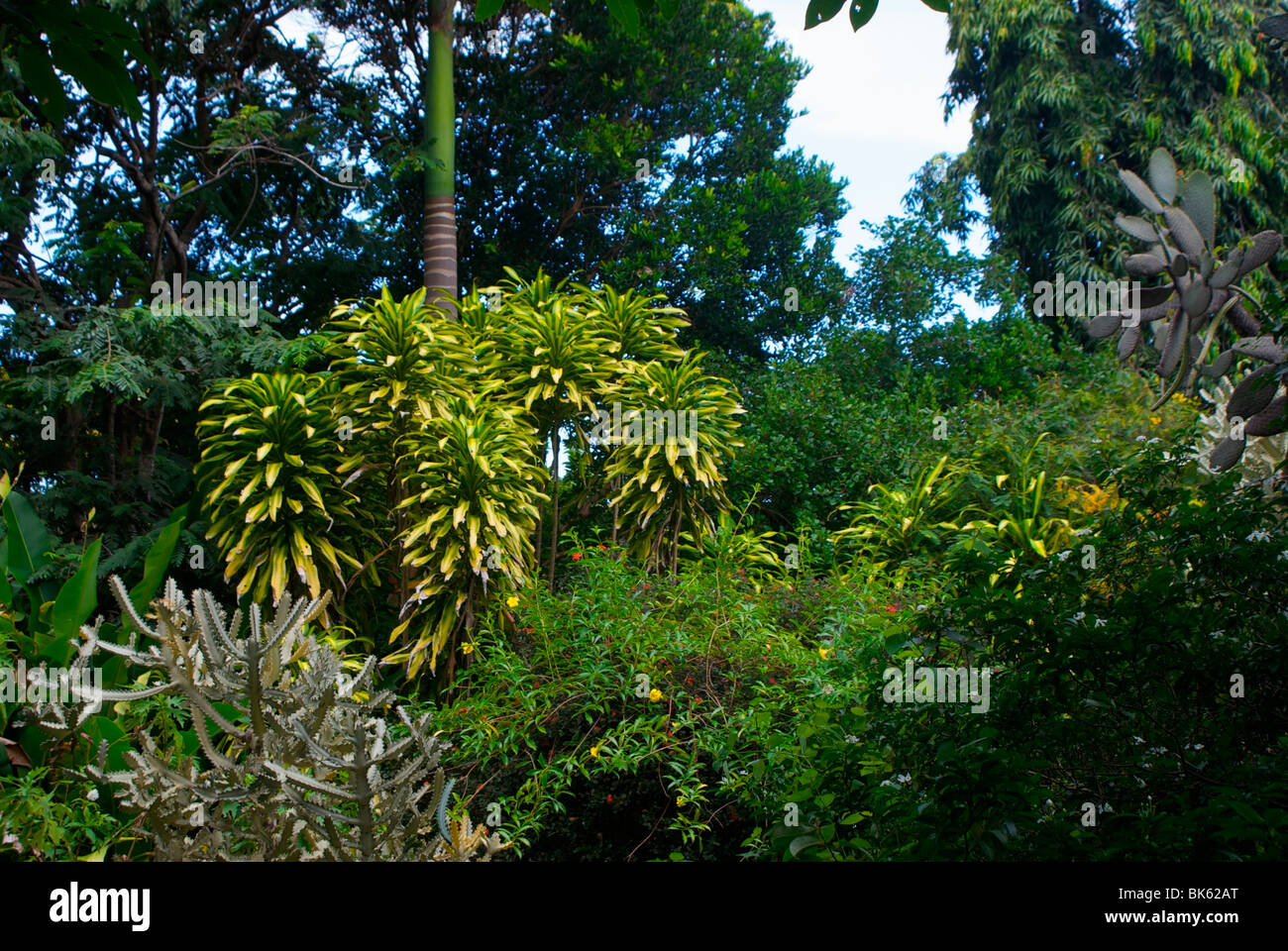 Tropical vegetation in garden on Barbados, West Indies. Stock Photo