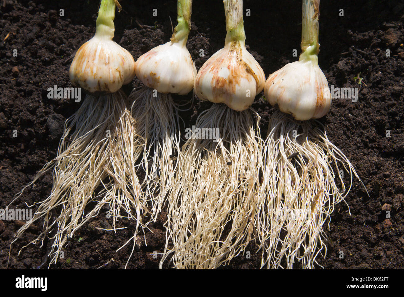 [Home grown] garlic [left to dry] in the sun, Wirral, England Stock Photo