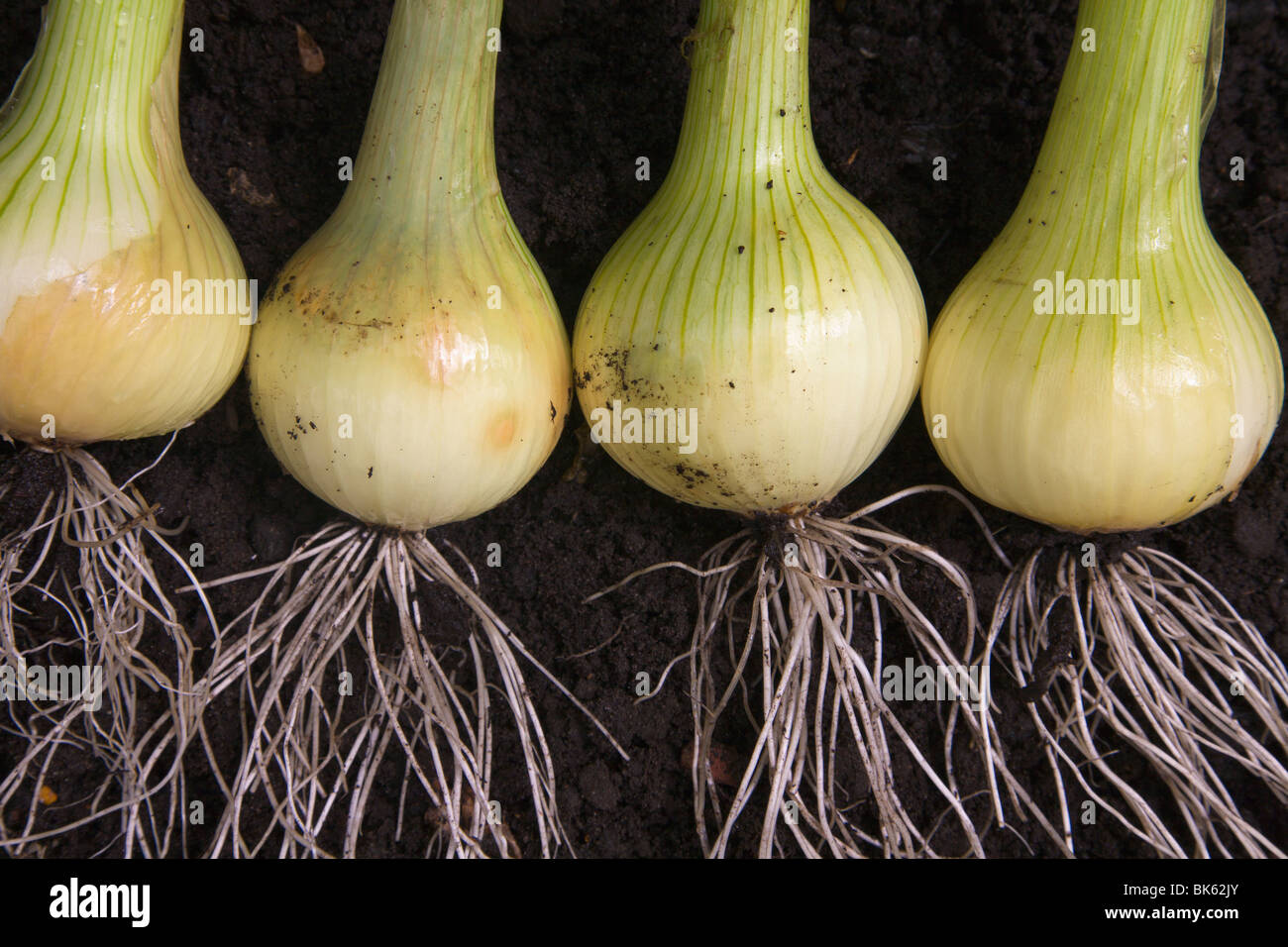 Home Grown Onions High Resolution Stock Photography and Images - Alamy