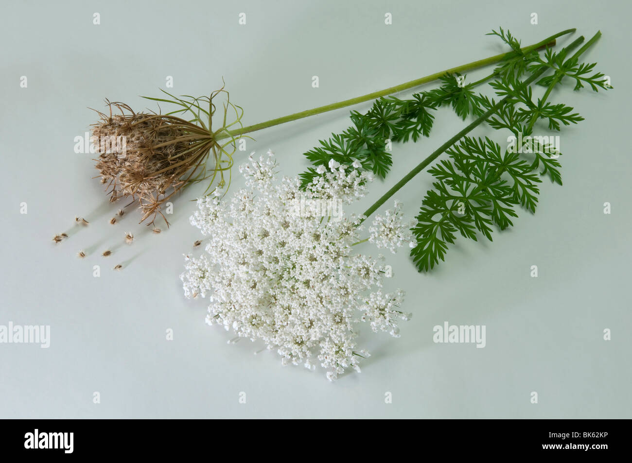 Wild Carrot (Daucus carota). Flowering stem, seeed stand and leaves