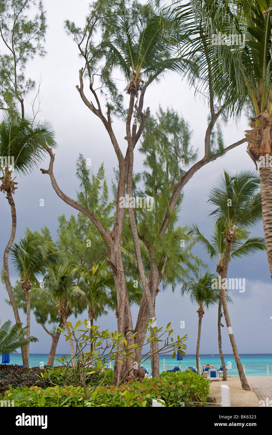 Palm trees with stormy sky, looking out to sea in distance Stock Photo