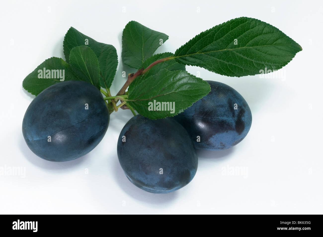 Damask Plum Damson Plum (Prunus domesticus), twig with fruit and leaves, studio picture. Stock Photo
