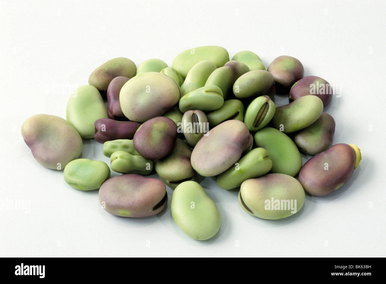 Broad Bean (Vicia faba), seeds, studio picture Stock Photo - Alamy