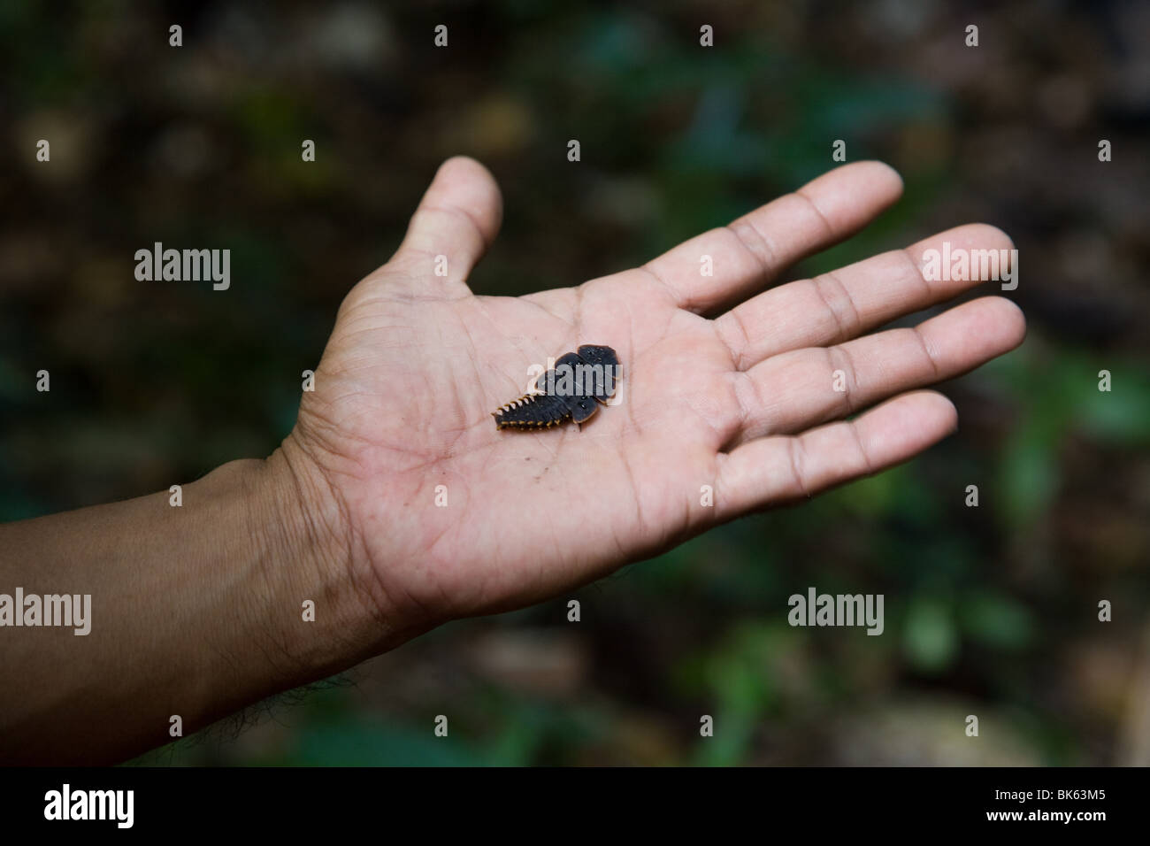 Flora and fauna of asia hi-res stock photography and images - Alamy