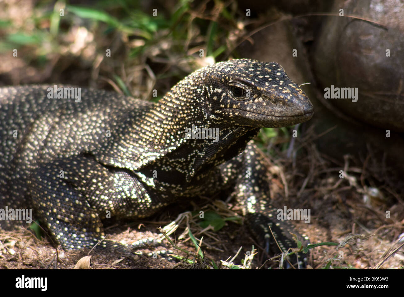 Water monitor lizard malaysia tioman island asia Stock Photo Alamy