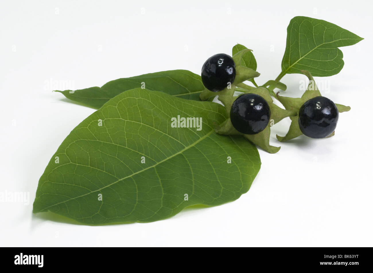 Deadly Nightshade (Atropa belladonna), twig with berries and leaves, studio picture. Stock Photo
