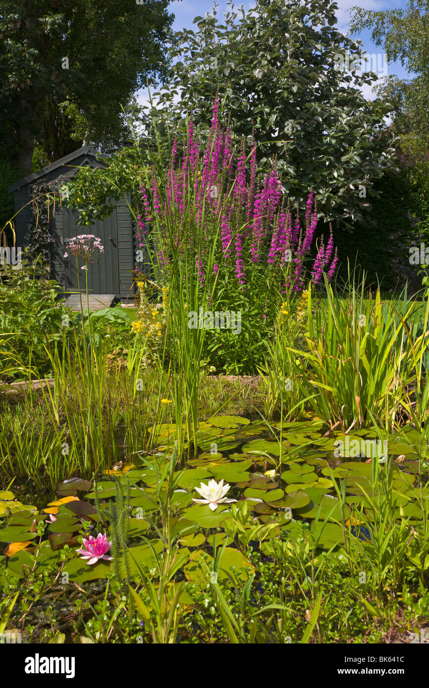 Back garden, lily pond with purple loosestrife, Wirral, England Stock Photo