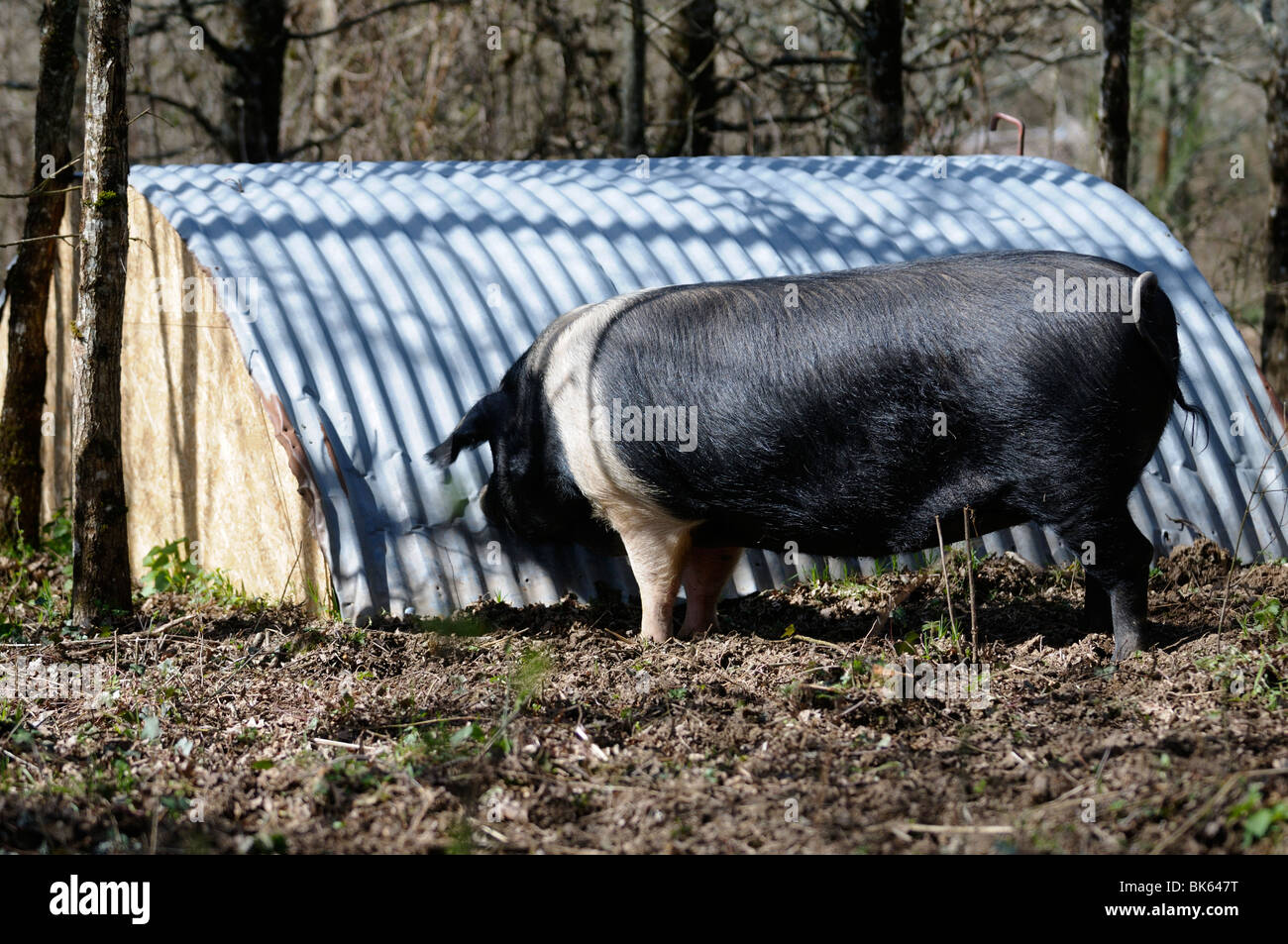 Stock photo of a Saddleback pig living in the woods Stock Photo Alamy