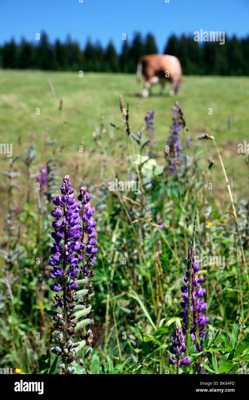 Czech Republic - Bohemian Forest - cattle out at grass - photo focus on a flower Stock Photo