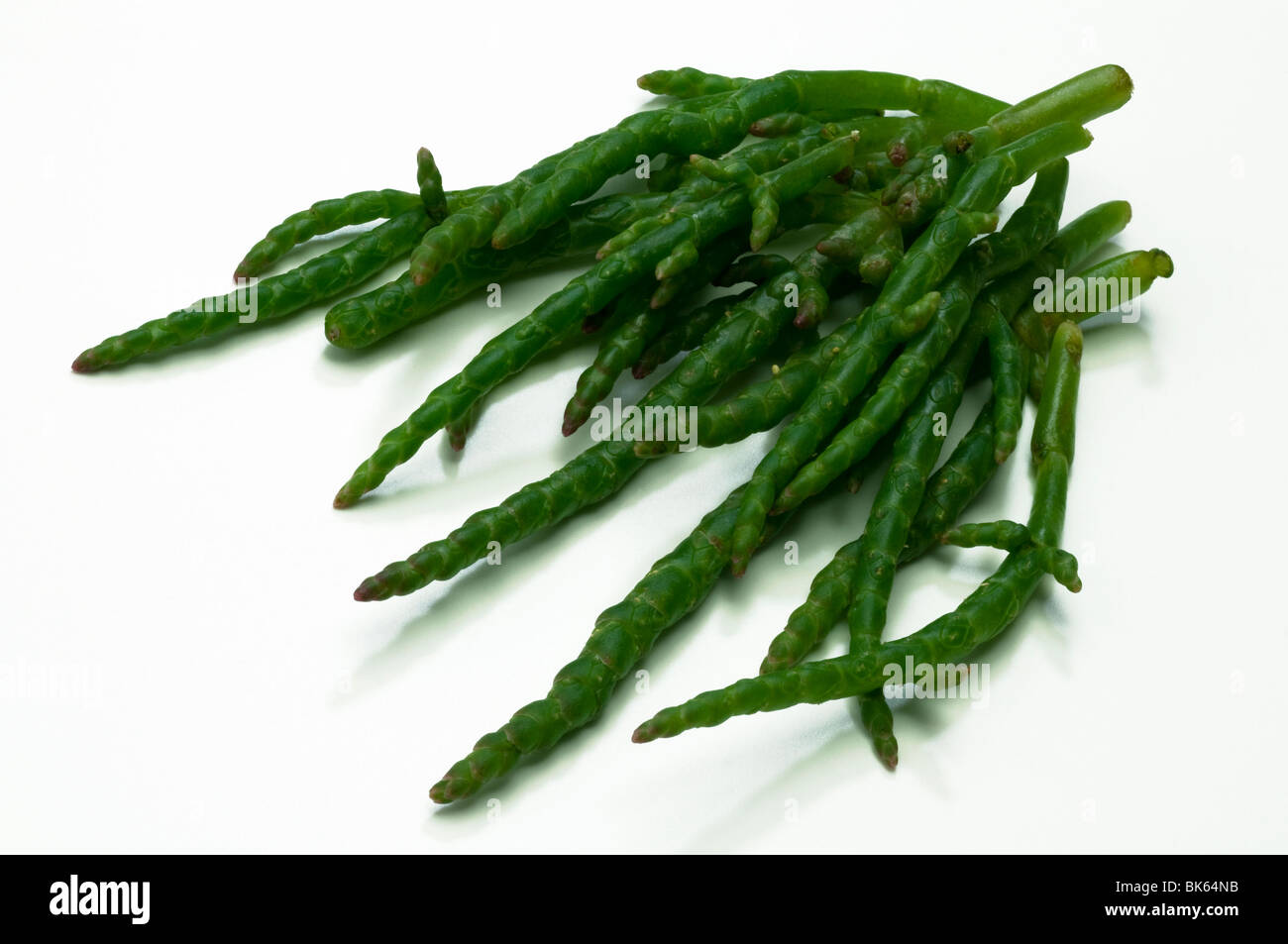 Common Glasswort, Salicorn (Salicornia europaea), green stalks, studio picture. Stock Photo