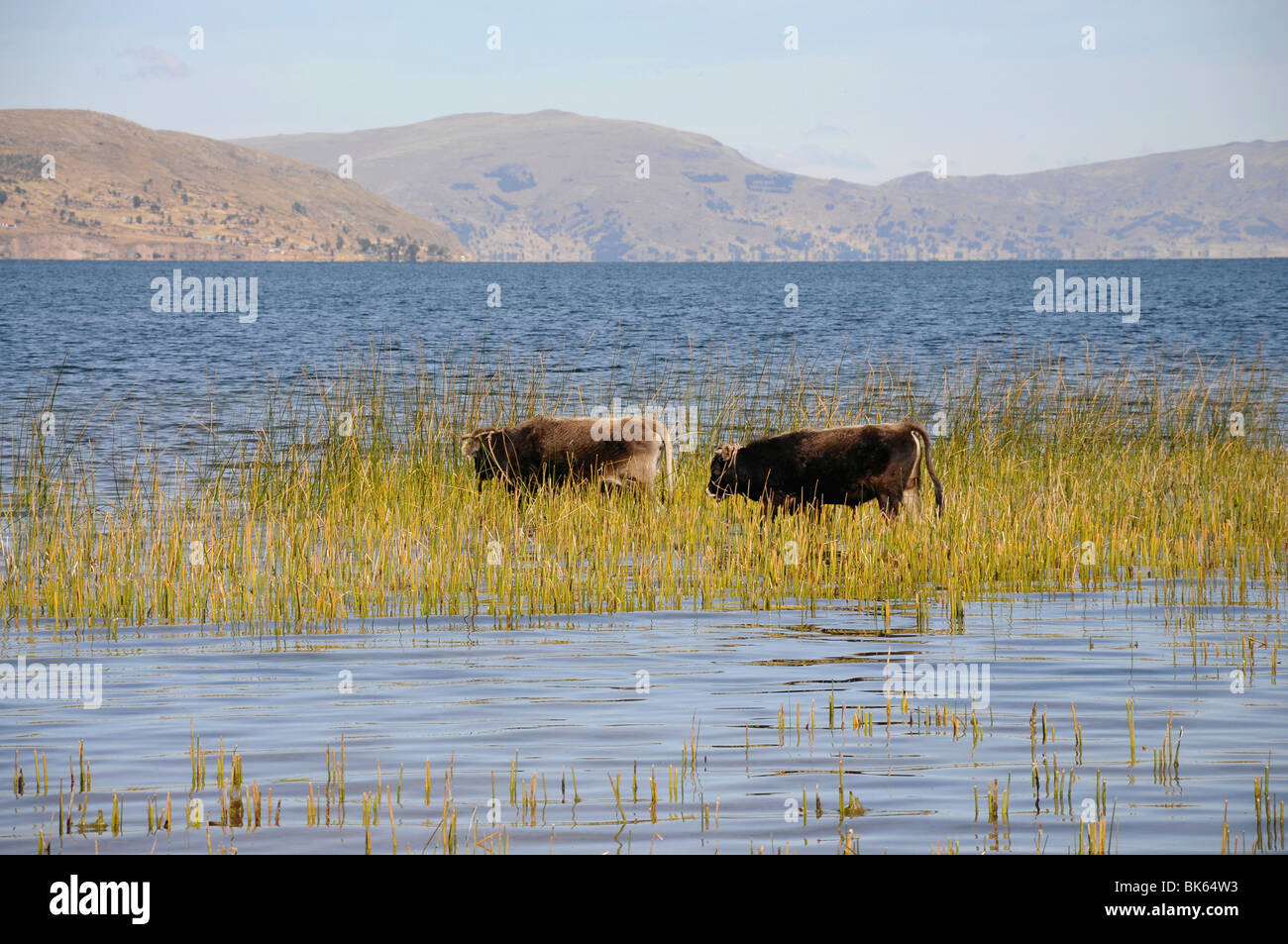 Cow, reeds, Titicaca Lake, Llachon community, Capachica peninsula, Peru ...