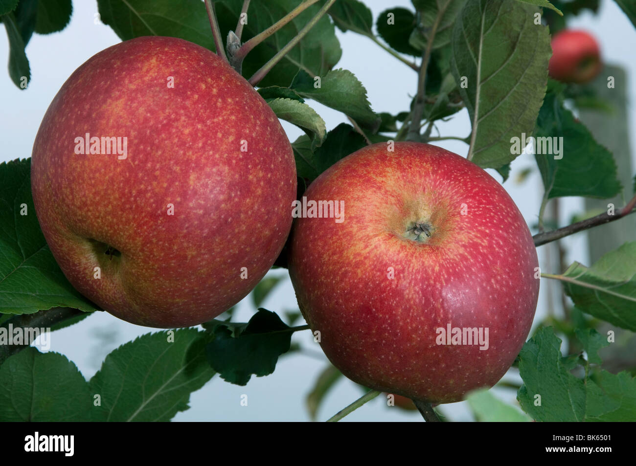 Domestic Apple (Malus domestica), variety: Red Boskoop, apples on a tree. Stock Photo