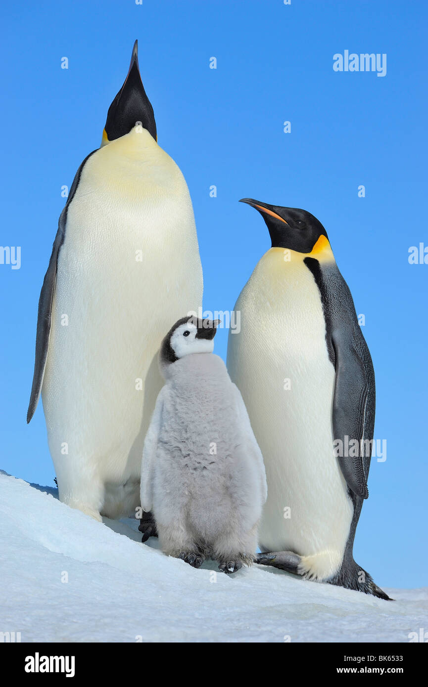 Penguin families hires stock photography and images Alamy