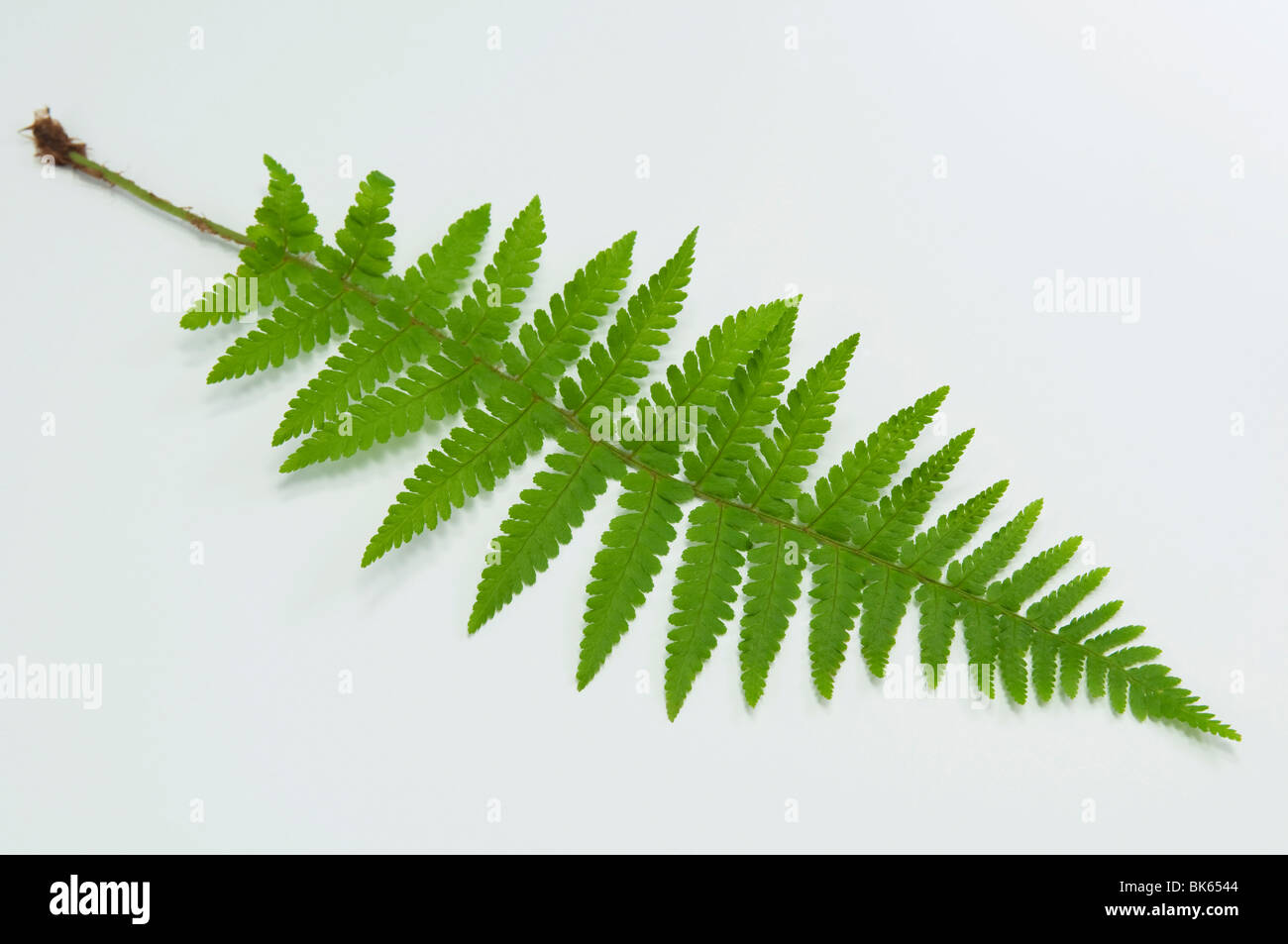 Male Fern (Dryopteris filix-mas), frond, studio picture. Stock Photo