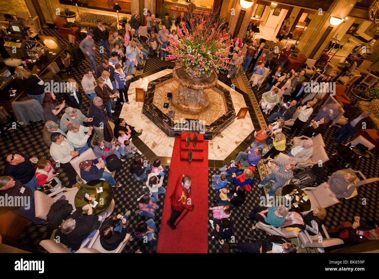 Daily parade of ducks through lobby of Peabody Hotel in Memphis, Tennessee Stock Photo