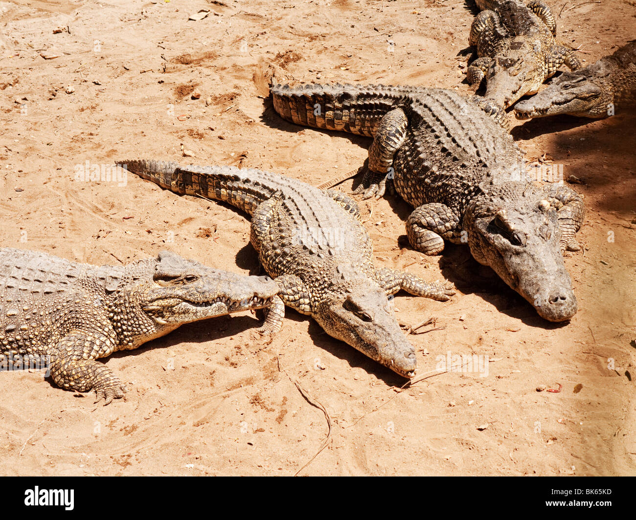 Crocodile in the Crocodile Farm, near Treasure Lake,  Guama, Cuba Stock Photo