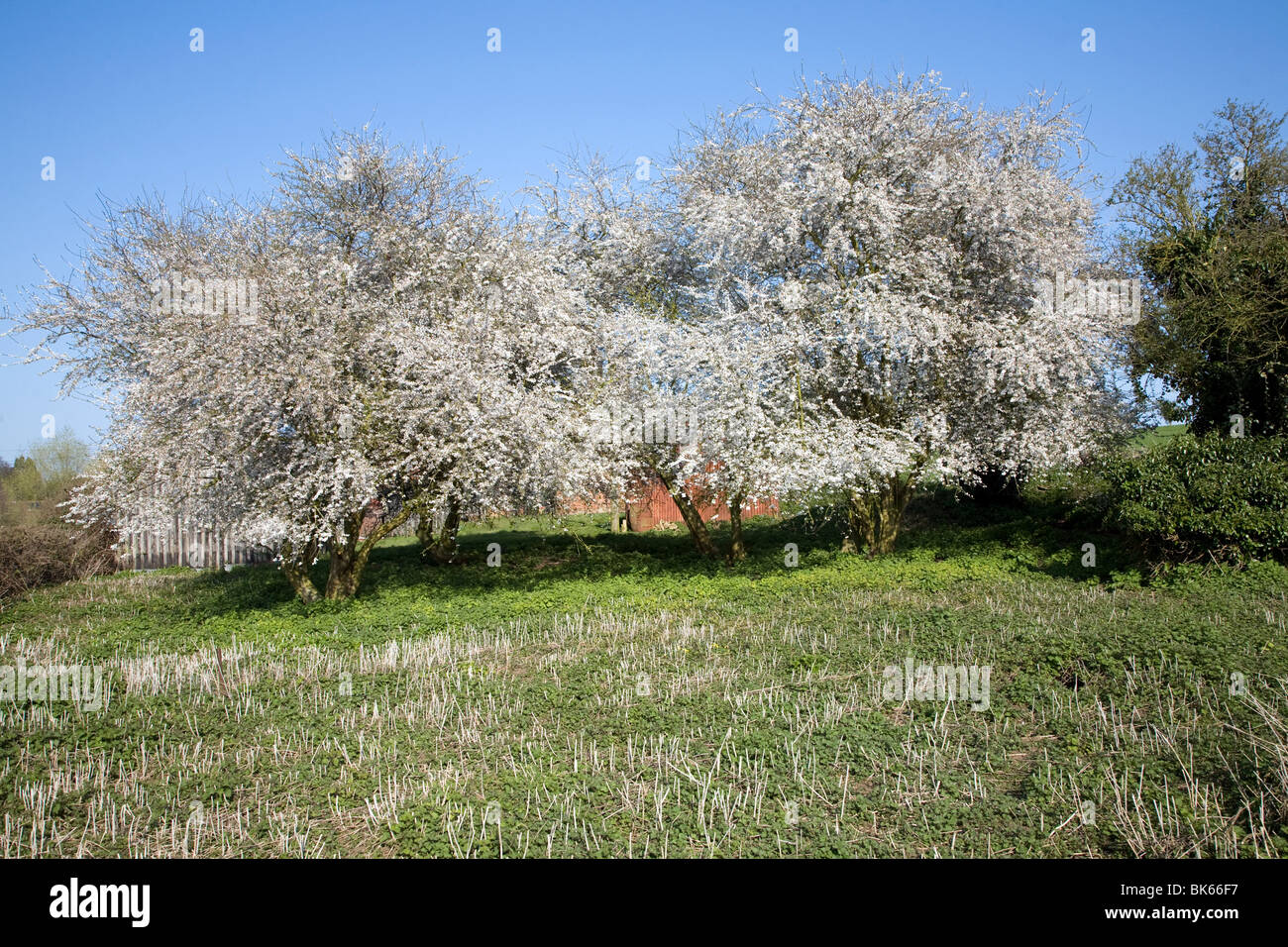May blossom on blackthorn tree Stock Photo Alamy