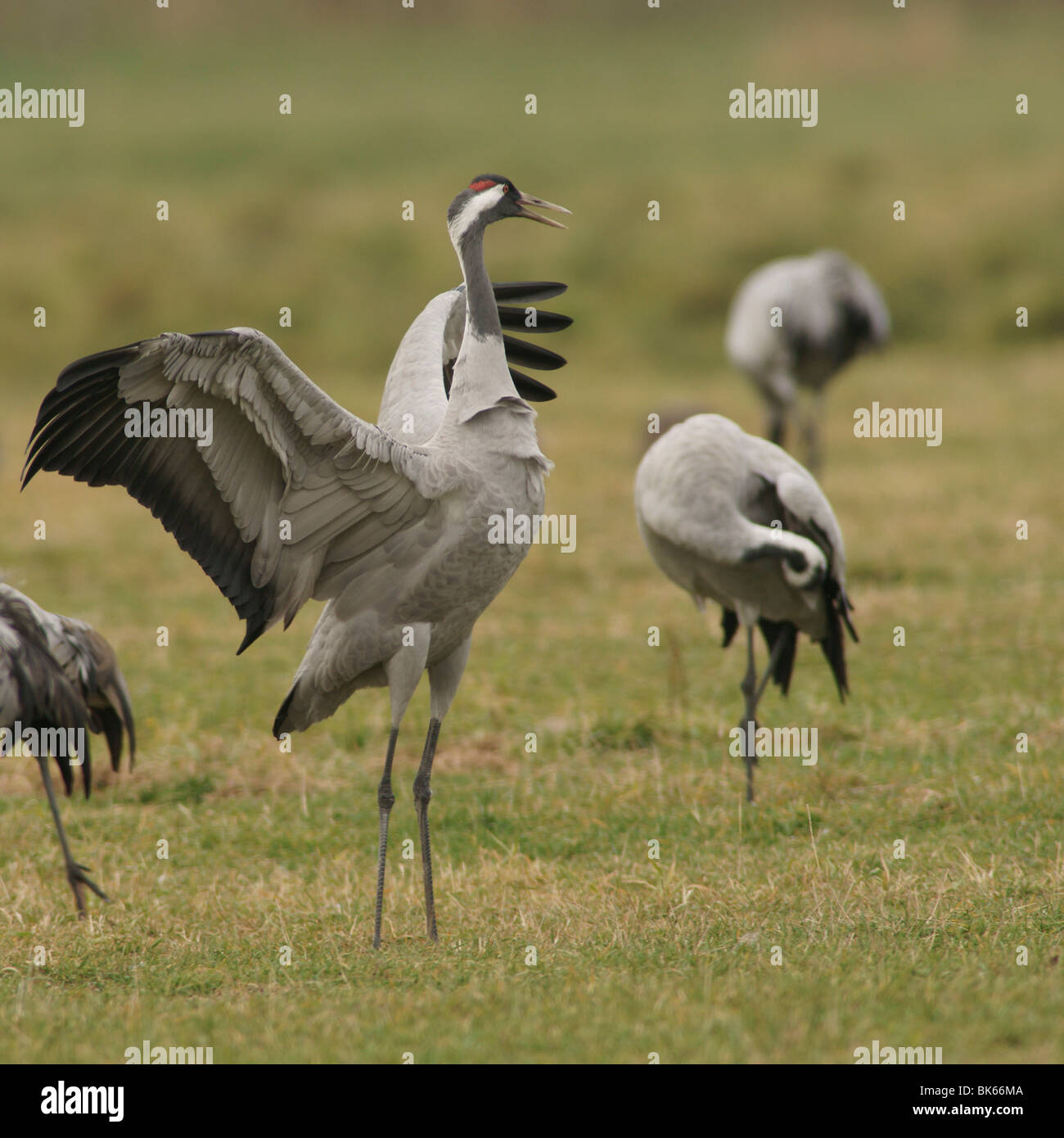 Eurasian Cranes (Grus grus) Stock Photo
