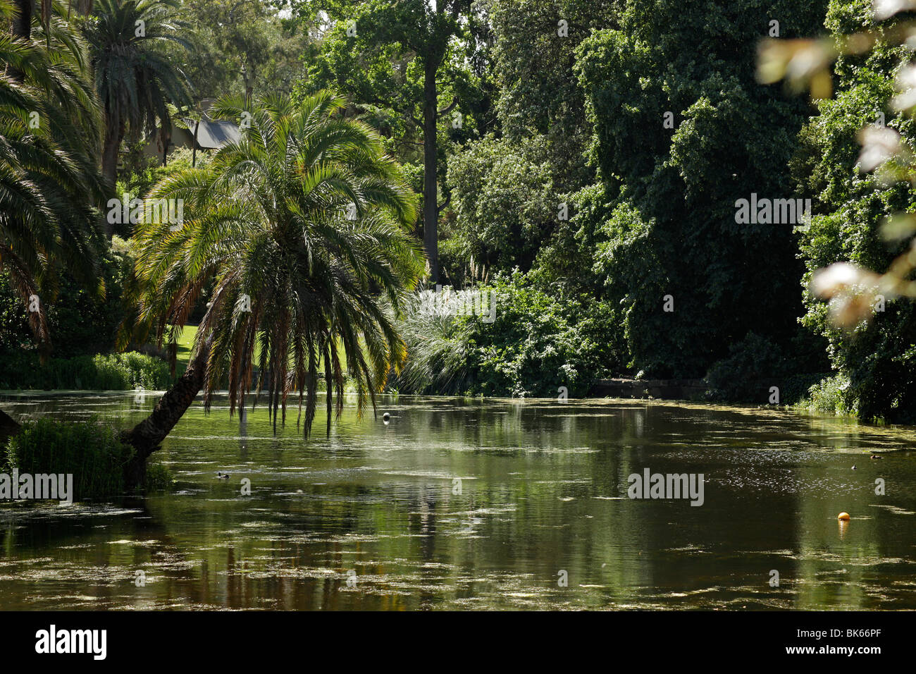 lake and palm tree at Royal Botanic Gardens in Melbourne, Victoria, Australia Stock Photo
