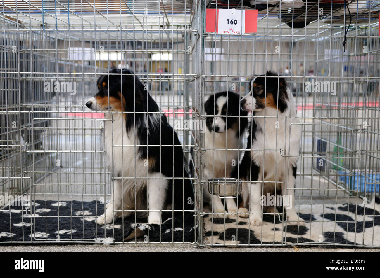 Stock photo of dogs in their cage at a dog show. Stock Photo