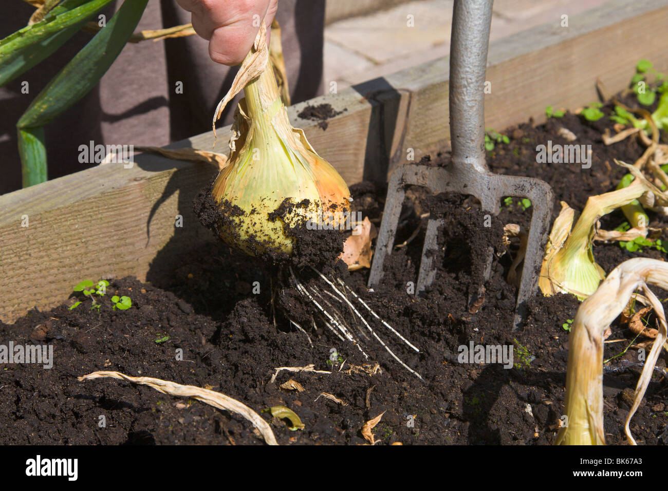 Digging up onions from a raised bed, Wirral, England Stock Photo