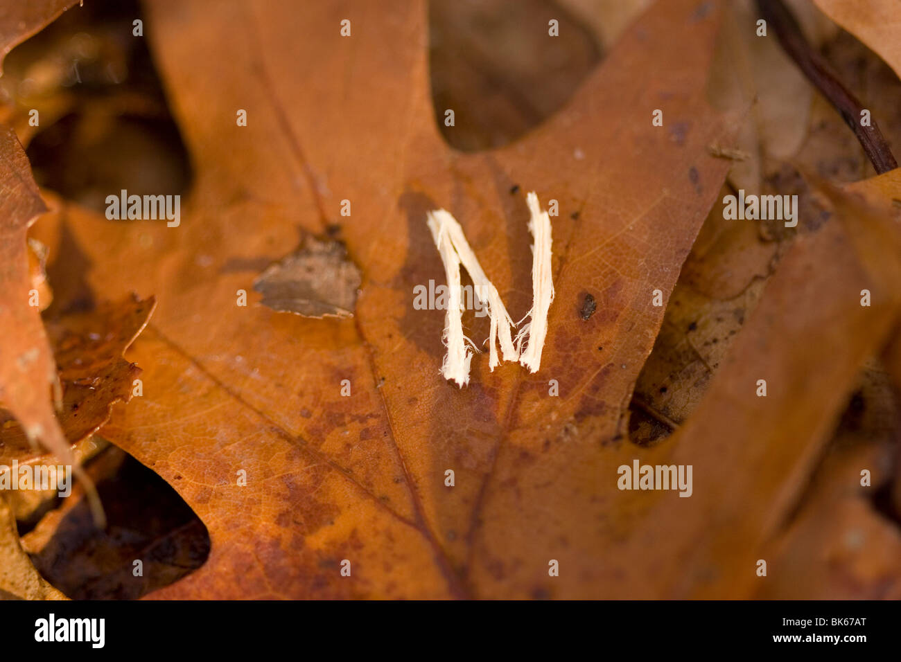The letter N on an oak leaf Stock Photo