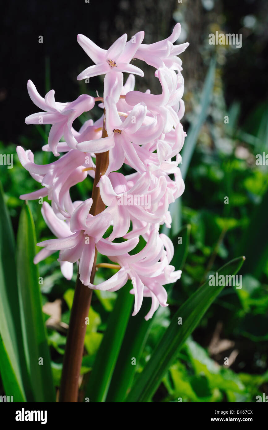 Pink Hyacinth (hyacinthus orientalis), flowering outside in the springtime Stock Photo