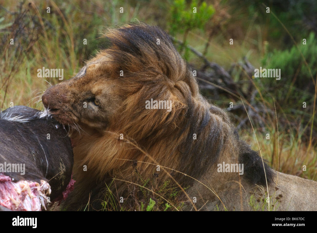 Lion eating its prey, a kudu Stock Photo