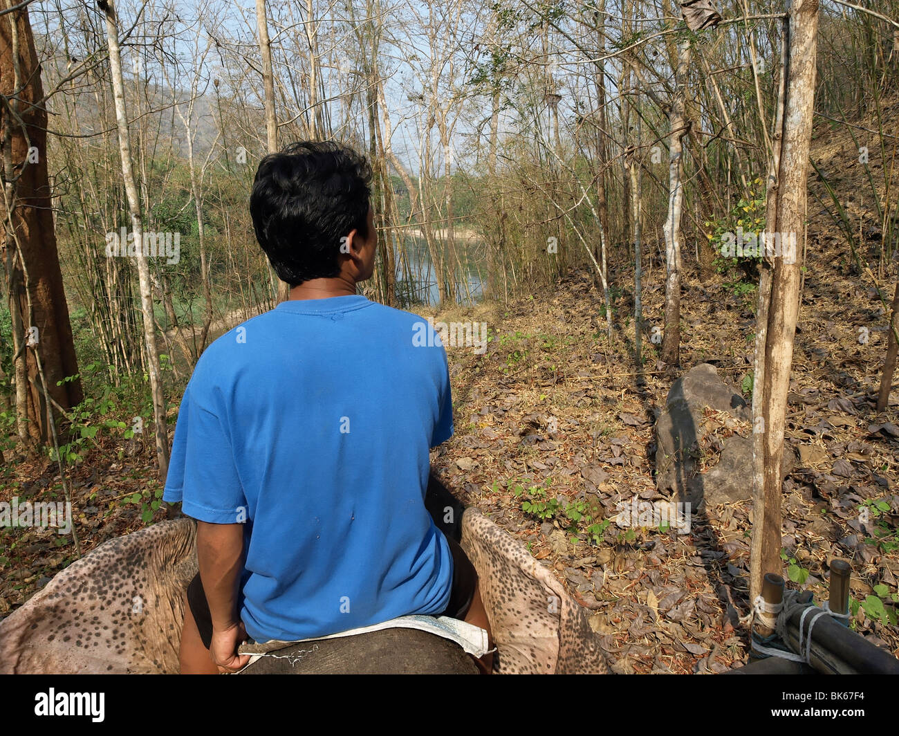 Boy riding Elephant Stock Photo Alamy