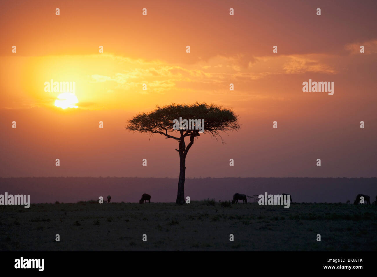 Acacia Trees At Sunset, Mara River, Maasai Mara, Kenya, Africa Stock ...