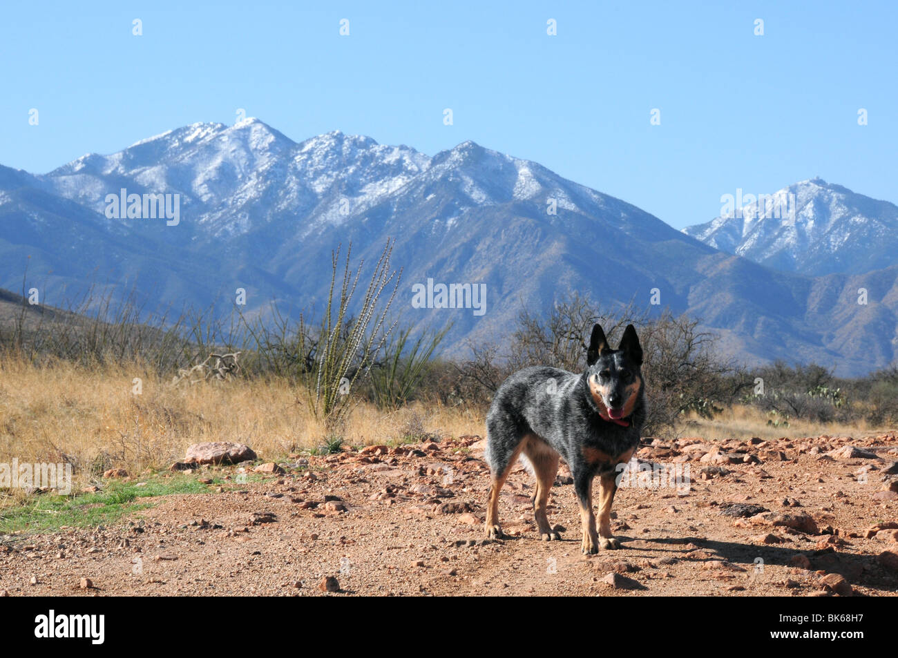 Snow covers the Santa Rita Mountains of the Coronado National Forest in the Sonoran Desert near Green Valley, Arizona, USA. Stock Photo