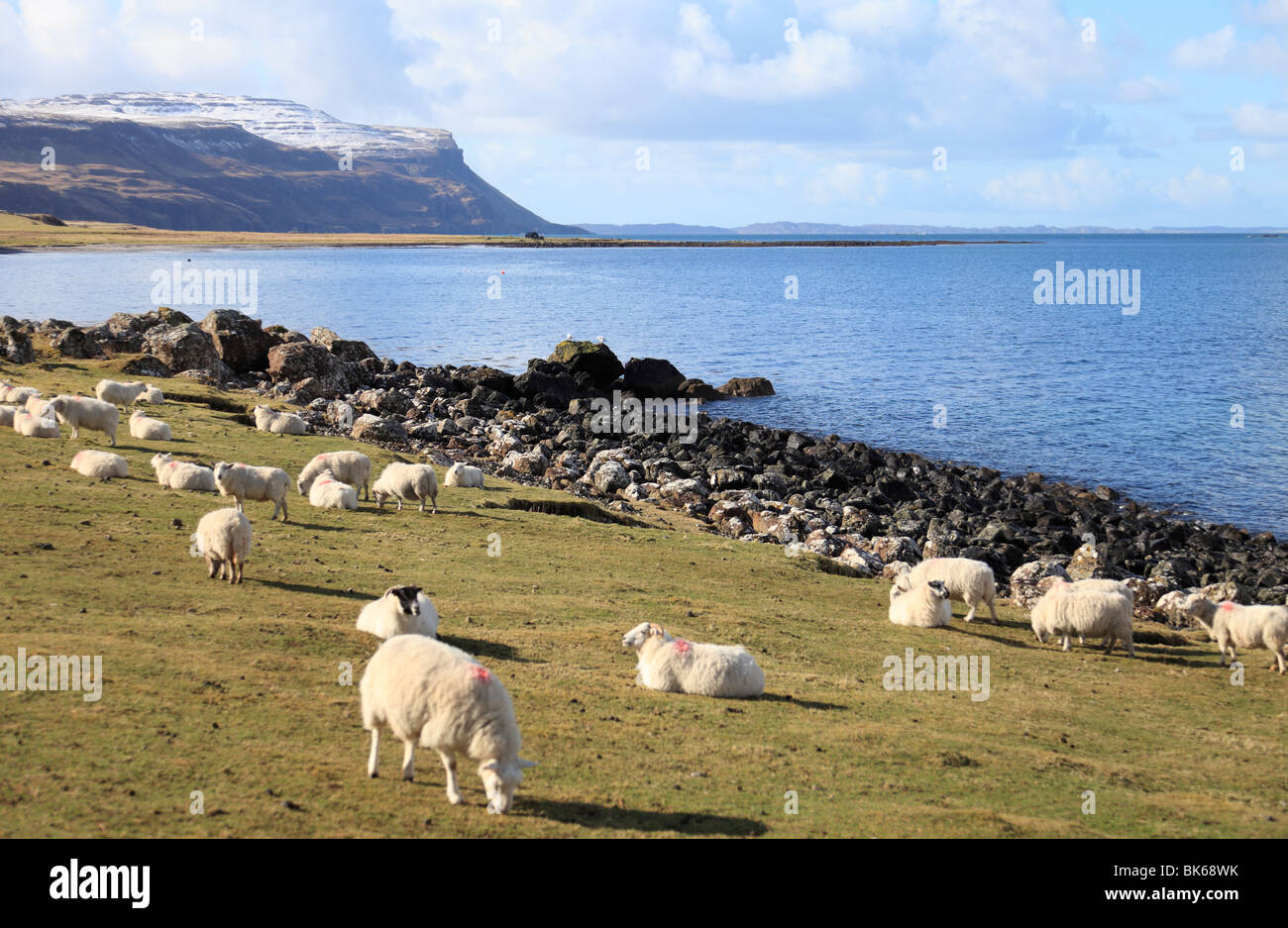 Sheep grazing by Loch na Keal on a beautiful spring day with snow capped cliff tops at Gribun, Isle of Mull Stock Photo