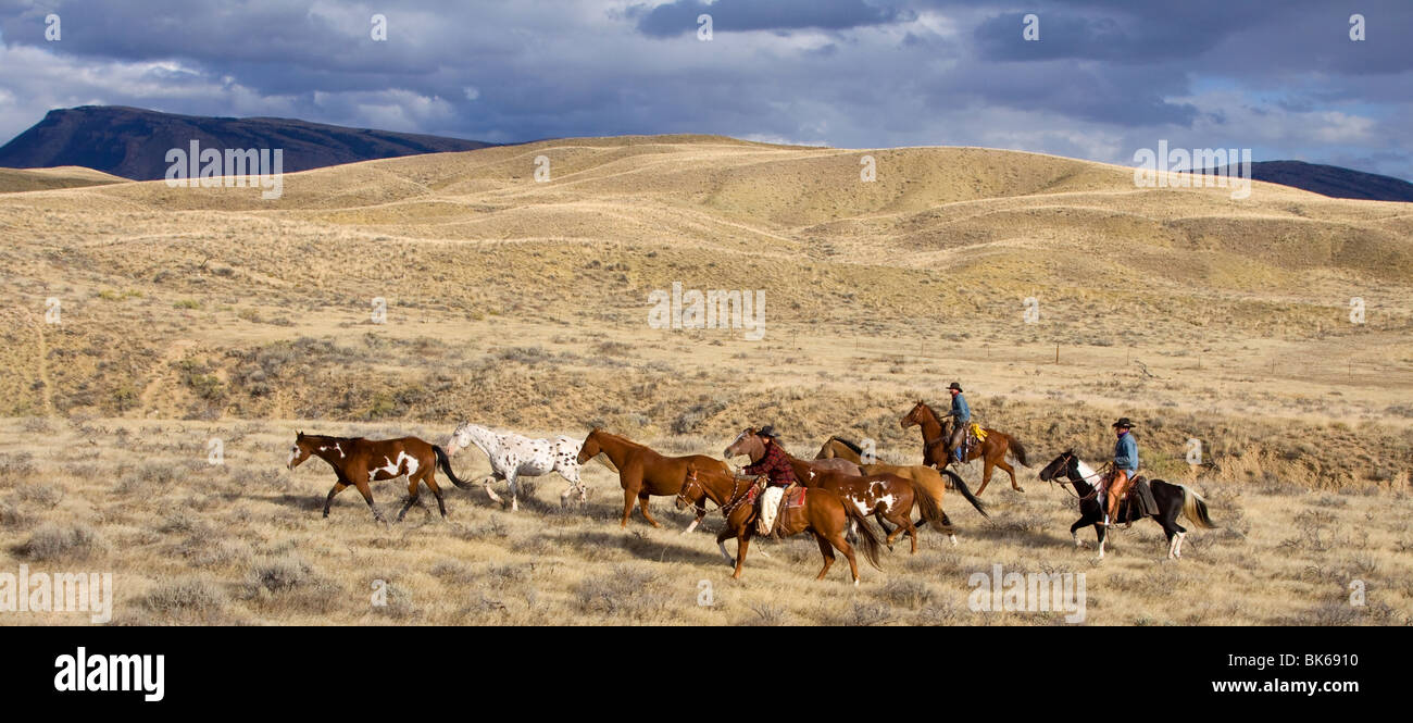 Horse round up Stock Photo - Alamy