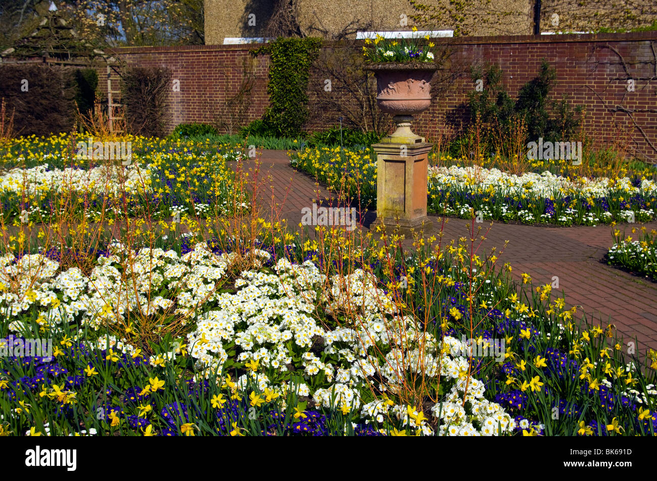 Spring Bedding Flowers and Daffodils In The Walled Garden RHS Wisley Surrey England Stock Photo