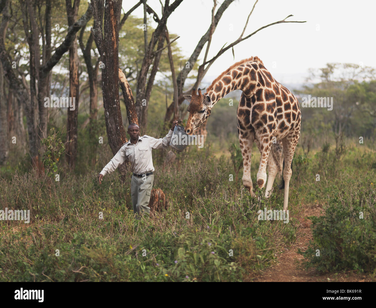 Man Leading A Rothschild Giraffe, Giraffe Manor, Nairobi, Kenya, Africa