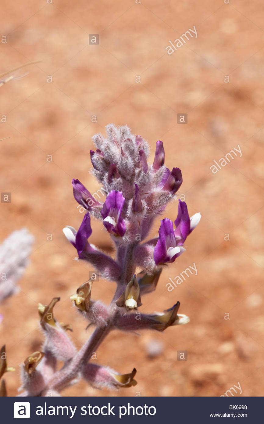 Locoweed Plant Stock Photos & Locoweed Plant Stock Images Alamy