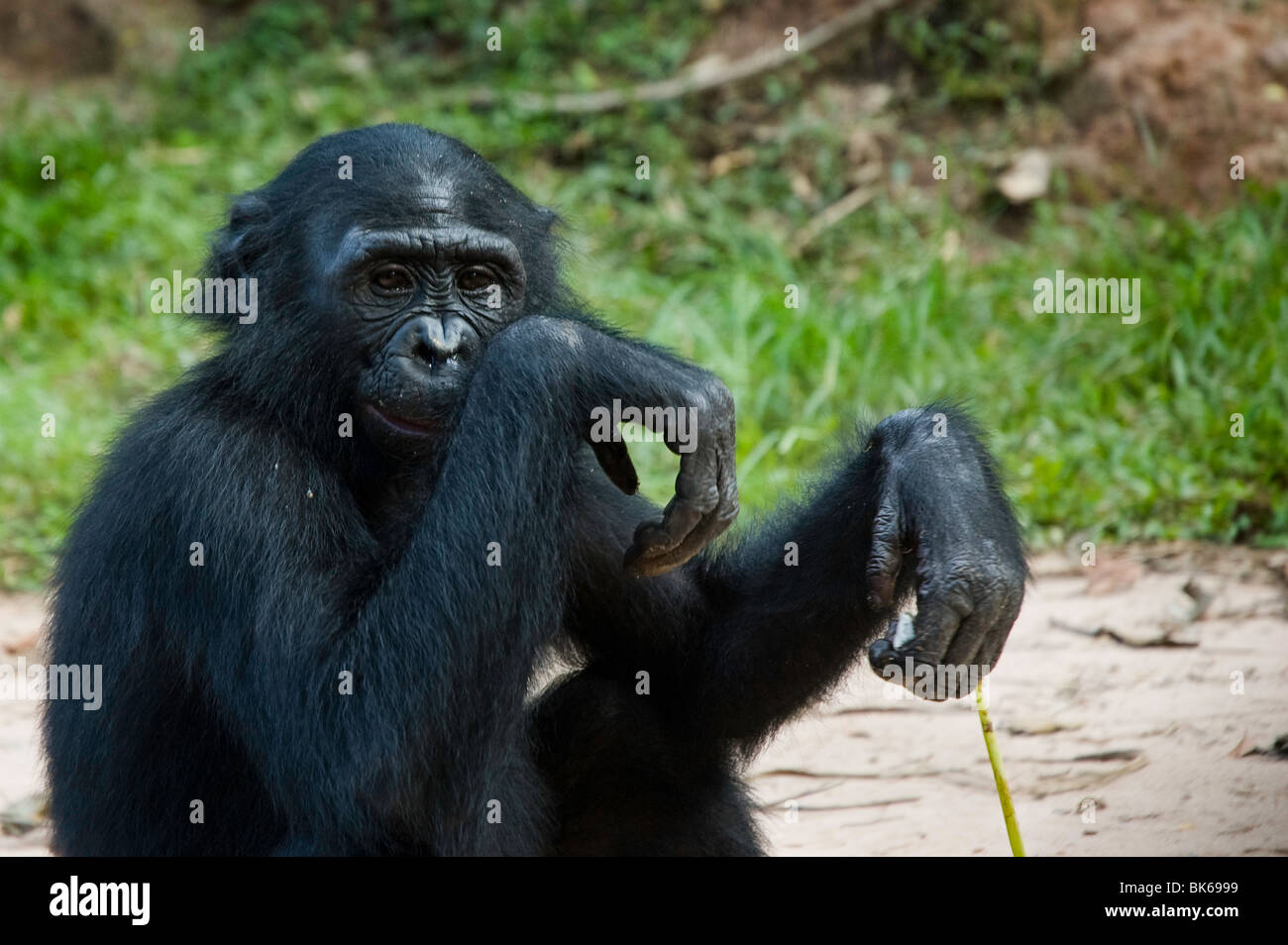 Sitting Bonobo Stock Photo