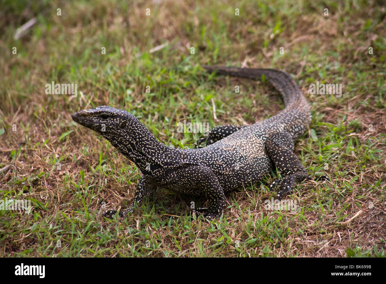 Water monitor lizard malaysia tioman island asia Stock Photo