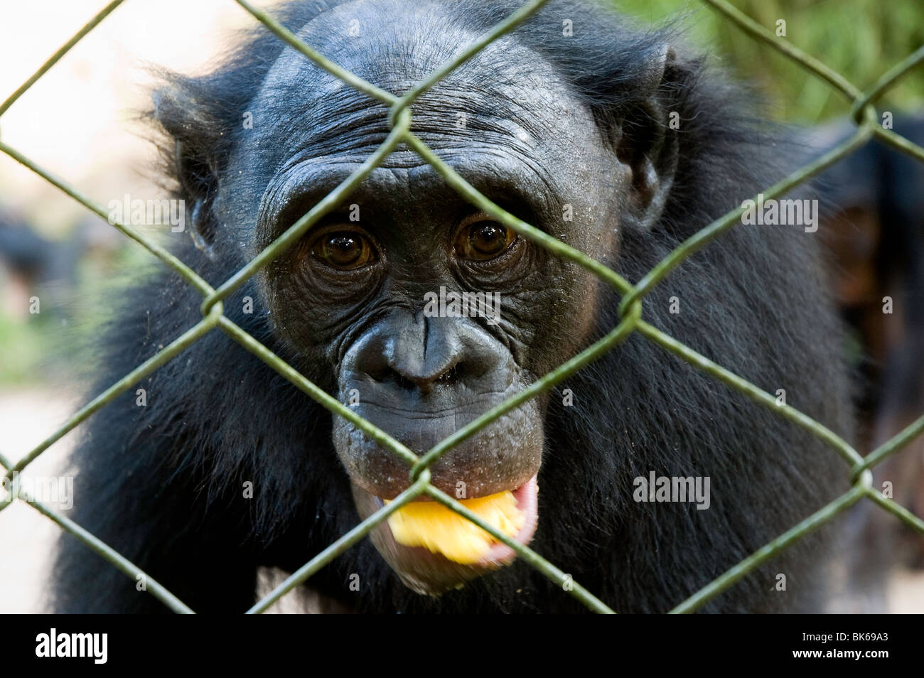 Captive fruit eating bonobo. Stock Photo