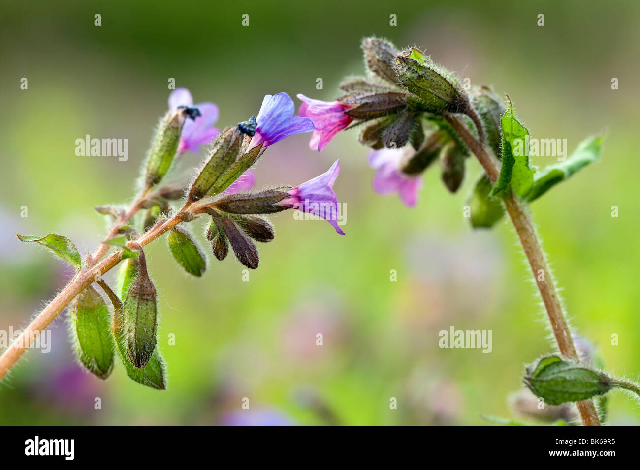 macro of wild flowers pulmonaria longiflora at springtime Stock Photo