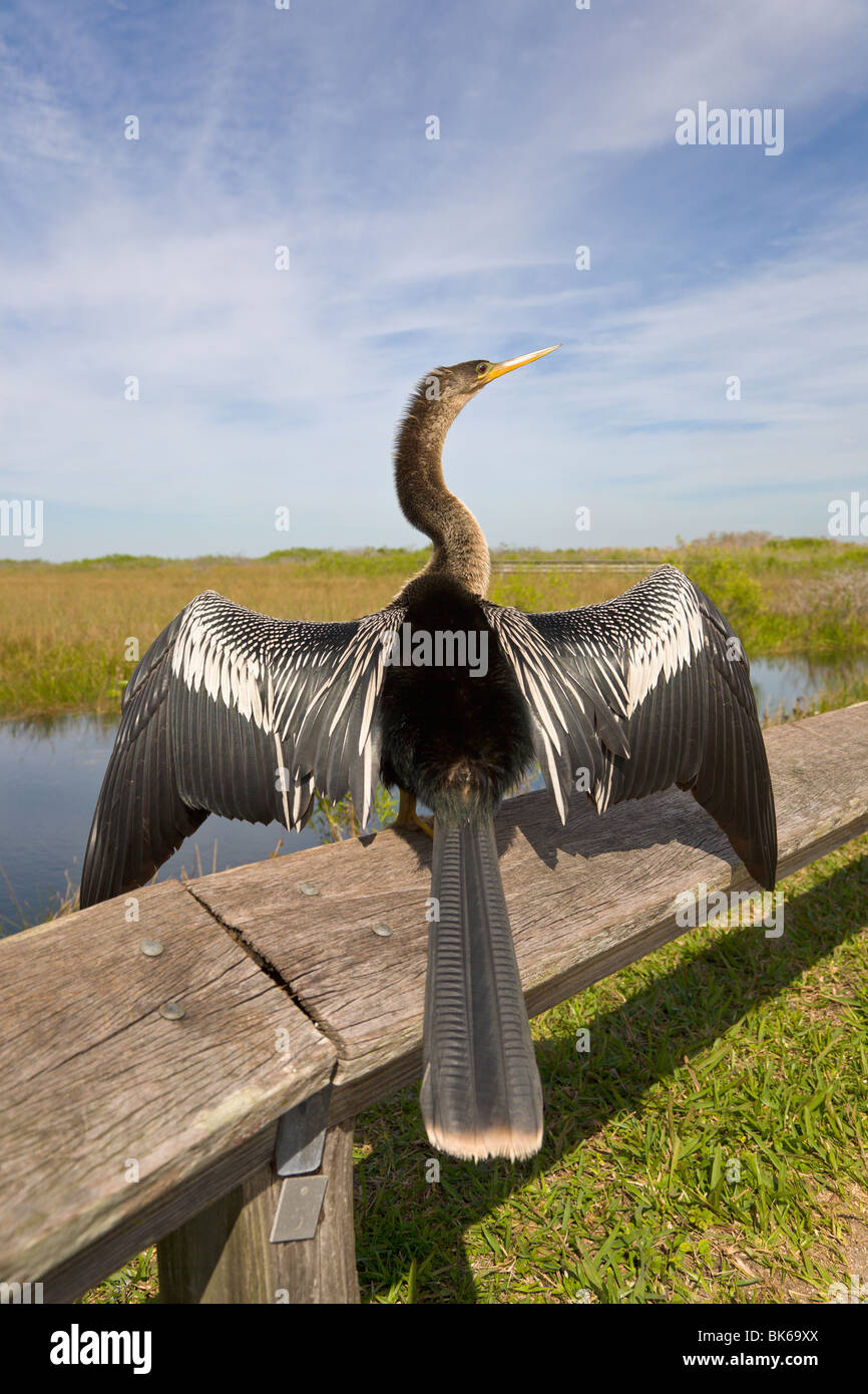 Anhinga, 'Anhinga Trail', Everglades, Florida, USA Stock Photo