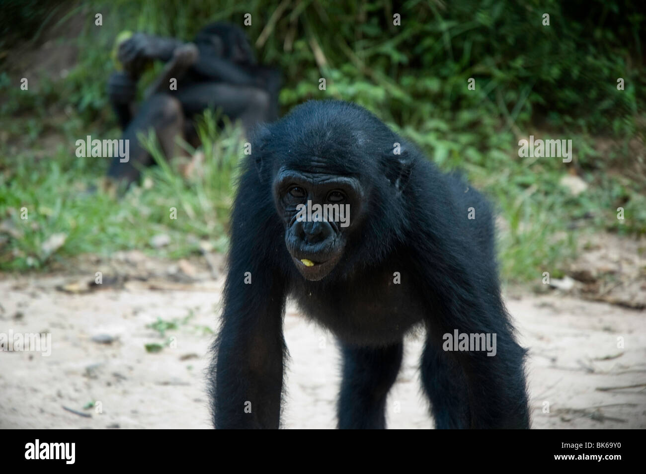 Baby bonobo Stock Photo