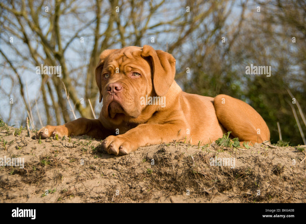 how big do male french mastiffs get