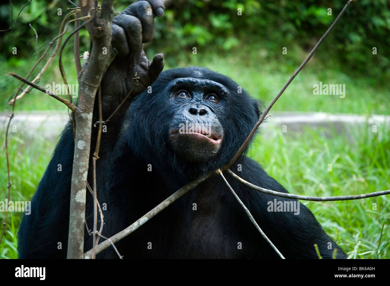 Male adult Bonobo in Lola ya Bonobo, Kinshasa, DRC Congo Stock Photo